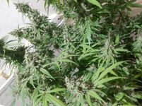 20260213_055716.jpg 20260213_055716.jpg