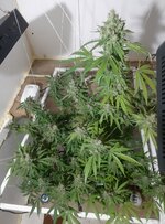 20260213_060030.jpg 20260213_060030.jpg