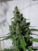 20251007_082007.jpg 20251007_082007.jpg