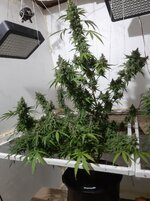 20260213_060644.jpg 20260213_060644.jpg