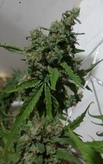 20260213_060607.jpg 20260213_060607.jpg