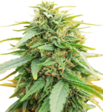 1770979467317.png 1770979467317.png