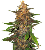 1771001067999.png 1771001067999.png