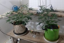 20260214_072934.jpg 20260214_072934.jpg