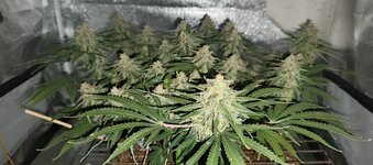 IMG_20260214_105000_226.jpg IMG_20260214_105000_226.jpg