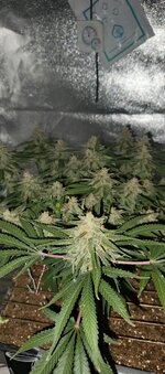 IMG_20260214_104956_602.jpg IMG_20260214_104956_602.jpg