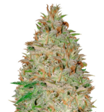 1771160242563.png 1771160242563.png