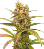 1771160256846.png 1771160256846.png