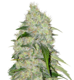 1771160269360.png 1771160269360.png