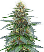 1771325097566.png 1771325097566.png