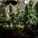 1771345357974.png 1771345357974.png