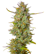 1771345437281.png 1771345437281.png