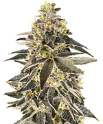 1771345459780.png 1771345459780.png