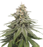 1771482483202.png 1771482483202.png