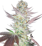 1771482495222.png 1771482495222.png