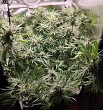 Day 109 (19.02) (2).jpg