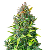 1771503500284.png 1771503500284.png