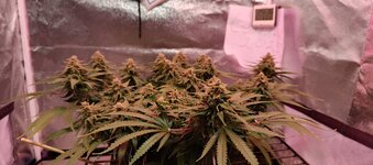 IMG_20260219_181229_844.jpg IMG_20260219_181229_844.jpg