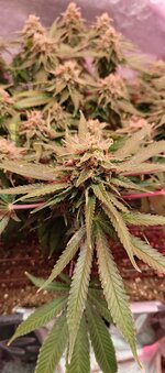 IMG_20260219_181252_161.jpg IMG_20260219_181252_161.jpg