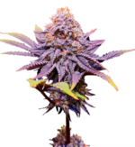 1771924320699.png 1771924320699.png