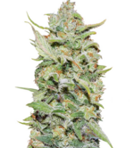 1771924351655.png 1771924351655.png