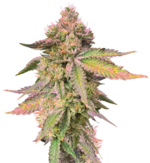 1772027851777.png 1772027851777.png