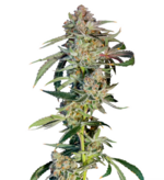 1772027856015.png 1772027856015.png