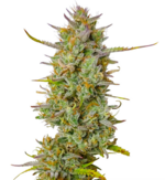 1772027860276.png 1772027860276.png