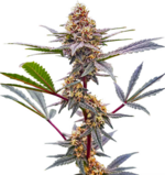 1772027864212.png 1772027864212.png