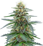 1772027879103.png 1772027879103.png