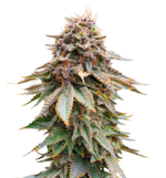 1772109347696.png 1772109347696.png