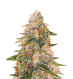 1772201429418.png 1772201429418.png