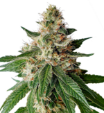 1772201453493.png 1772201453493.png