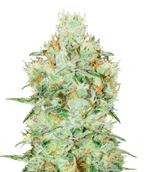 1772554997203.png 1772554997203.png