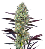 1772626703942.png 1772626703942.png