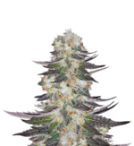 1772626719177.png 1772626719177.png