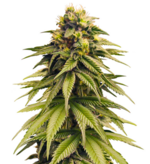 1772626723314.png 1772626723314.png