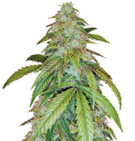 1772636684197.png 1772636684197.png