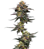 1772636699640.png 1772636699640.png