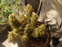 Растим восточную красавицу