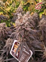 photo-output.jpeg photo-output.jpeg