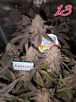 IMG_2235.jpeg IMG_2235.jpeg