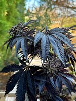 IMG_1155.jpeg IMG_1155.jpeg