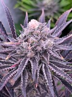 IMG_0539.jpeg IMG_0539.jpeg