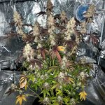 IMG_0167.jpeg IMG_0167.jpeg