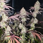 IMG_0168.jpeg IMG_0168.jpeg