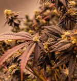 IMG_0108.jpeg IMG_0108.jpeg