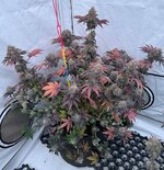 IMG_0041.jpeg IMG_0041.jpeg