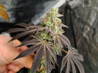 IMG_0038.jpeg IMG_0038.jpeg