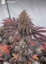 IMG_0036.jpeg IMG_0036.jpeg